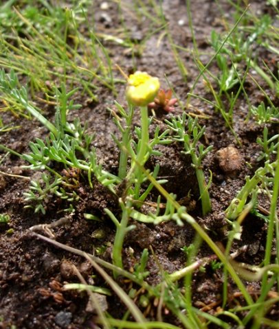 Cotula leptalea leaf lobe developments